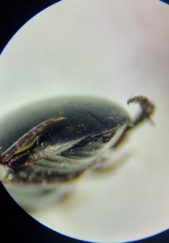 Ilybius quadriguttatus